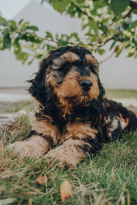 Portrait of a two month old cockapoo puppy relaxing on a grass in the garden, looking to the side,.