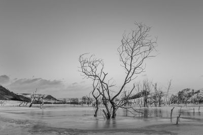 Bare trees on field against sky during winter