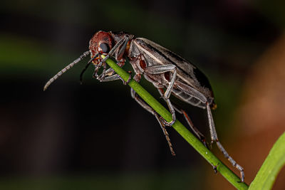 Close-up of insect on plant