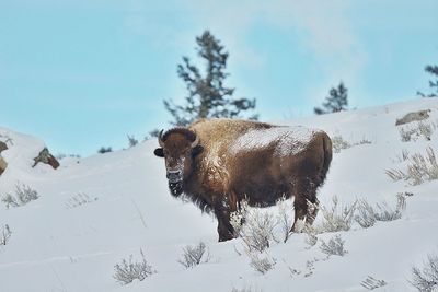 American bison on snow field against sky during winter