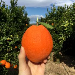 Cropped image of woman holding fresh ripe orange at orchard