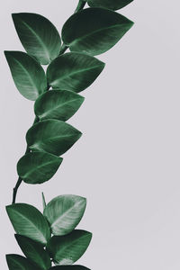 Close-up of green leaves against white background