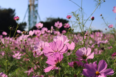 Close-up of pink cosmos flowers