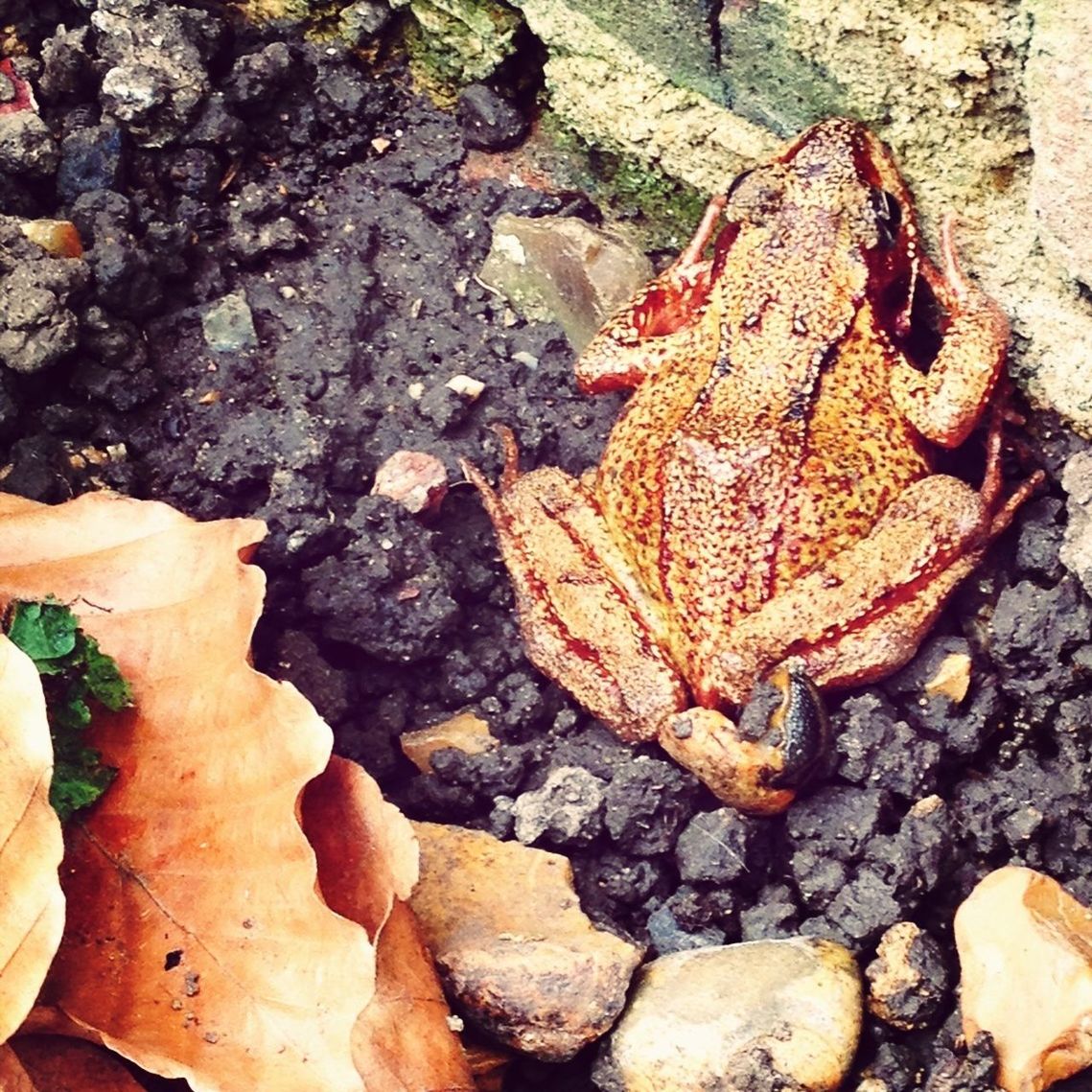 leaf, high angle view, autumn, change, dry, nature, natural pattern, leaves, close-up, fallen, day, outdoors, water, rock - object, directly above, maple leaf, orange color, wet, beauty in nature, fragility