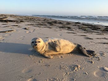 Seal on the beach