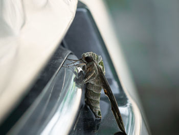 Close-up of insect on metal