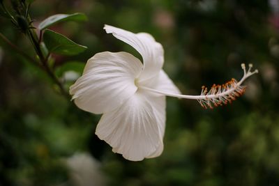 Close-up of white flowering plant