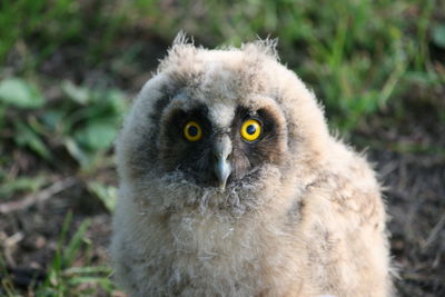 Close-up portrait of a bird on field