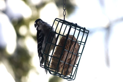 Close-up of bird