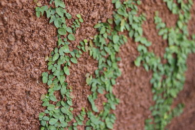 Close-up of ivy growing on wall