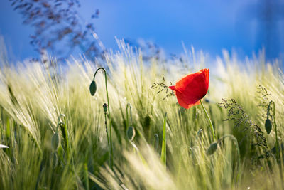 Close-up of red poppy flowers in field