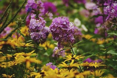 Close-up of purple flowering plants in garden