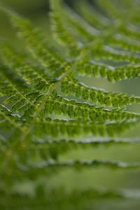 Full frame shot of fresh green leaves