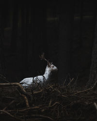 Mammal standing in forest
