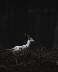 View of a horse in the forest