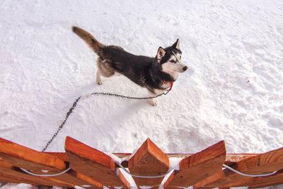 View of dog on snow covered landscape