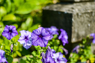 Close-up of purple flowering plant