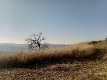 Scenic view of field against clear sky