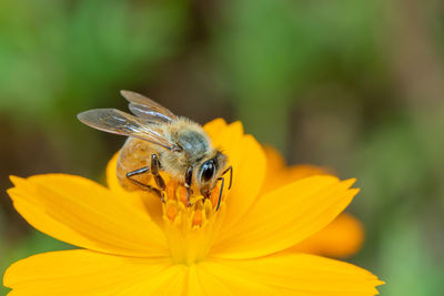 Close-up of bee pollinating on yellow flower