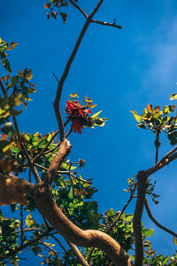 Low angle view of flowers against blue sky