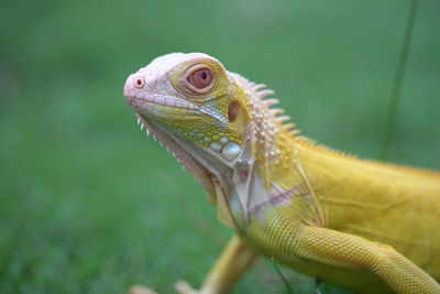 Close-up of lizard