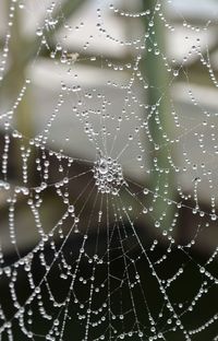 Close-up of spider web