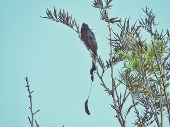 Low angle view of bird perching on tree against clear sky