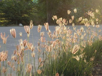 Plants growing by lake