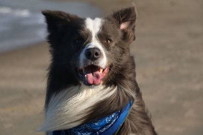 Close-up portrait of dog