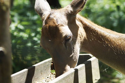 Close-up of horse standing outdoors