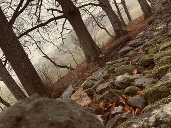 View of trees in forest