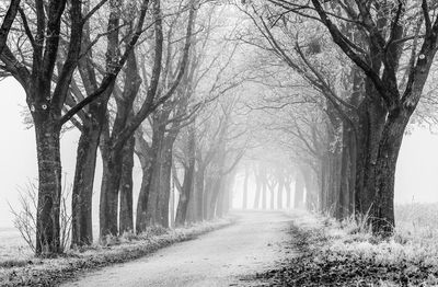 Road amidst trees