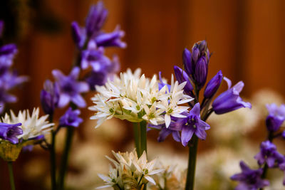 Close-up of purple flowering plant