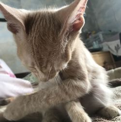 Close-up of a cat with eyes closed