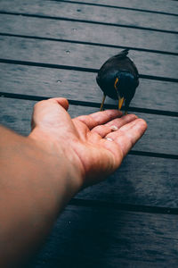 Close-up of hand holding bird