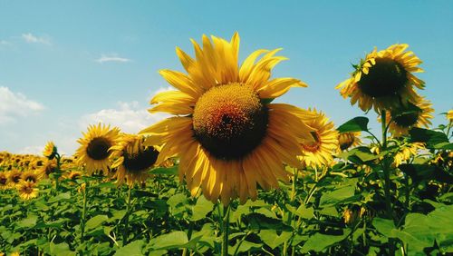 Close-up of yellow flowering plant against sky