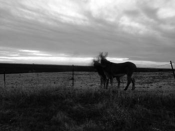 Horse on field by sea against sky