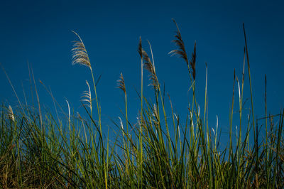 Close-up of stalks in field against blue sky