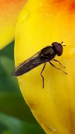 Close-up of insect perching on yellow leaf