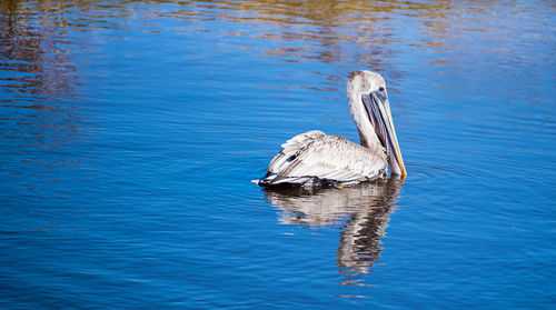 Bird swimming in lake