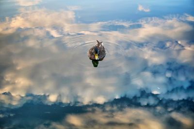 View of bird flying in sky