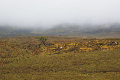 View of sheep grazing on field against sky