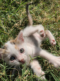 High angle view portrait of kitten on grass