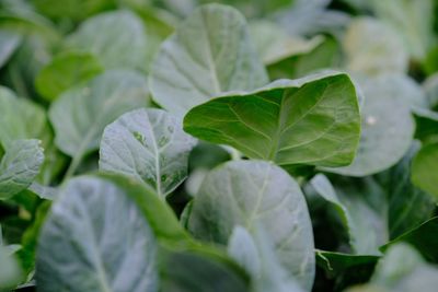 Close-up of fresh green leaves