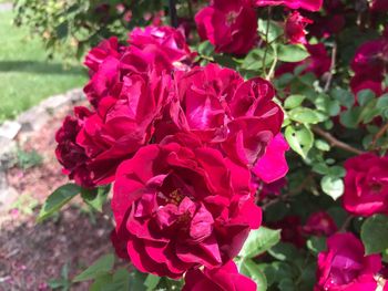 Close-up of pink flowers blooming outdoors
