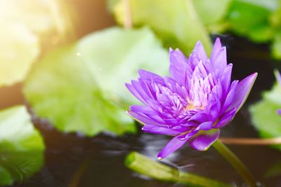 Close-up of purple water lily