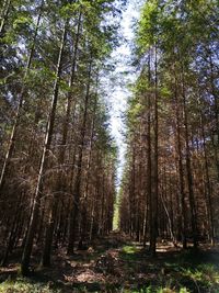 Low angle view of bamboo trees in forest