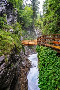 Footbridge over stream amidst trees in forest