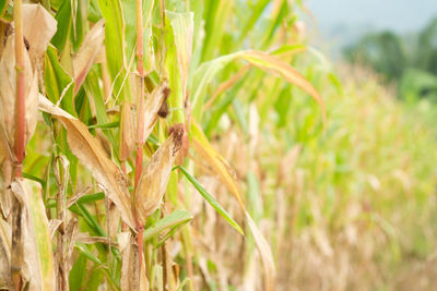 Close-up of wheat growing on field