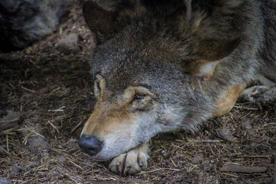 Close-up of an animal lying on field